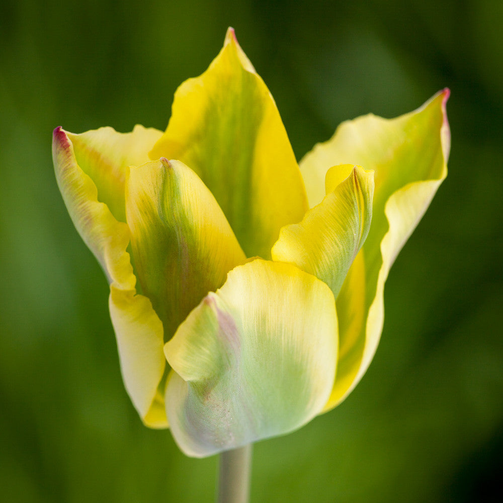 Tulip 'Formosa'