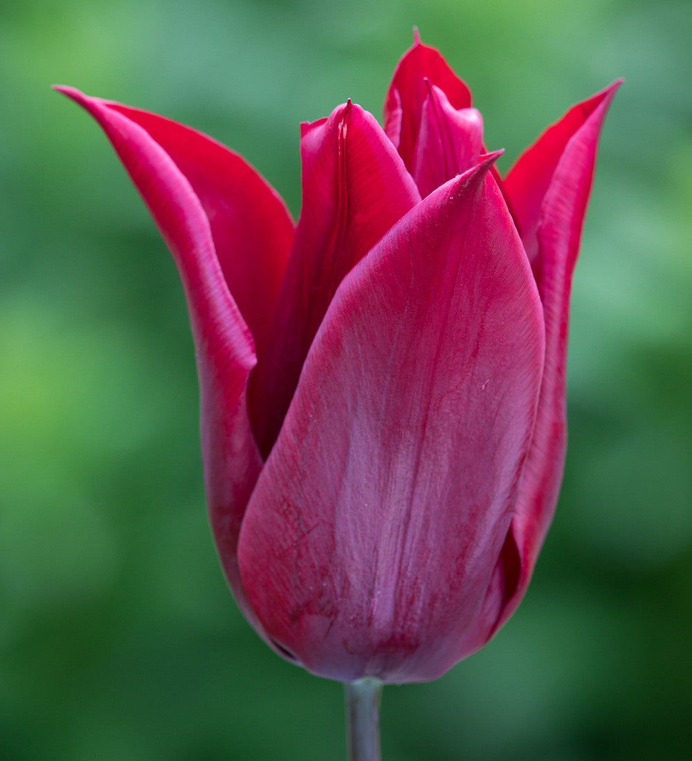 Tulip 'Lasting Love'