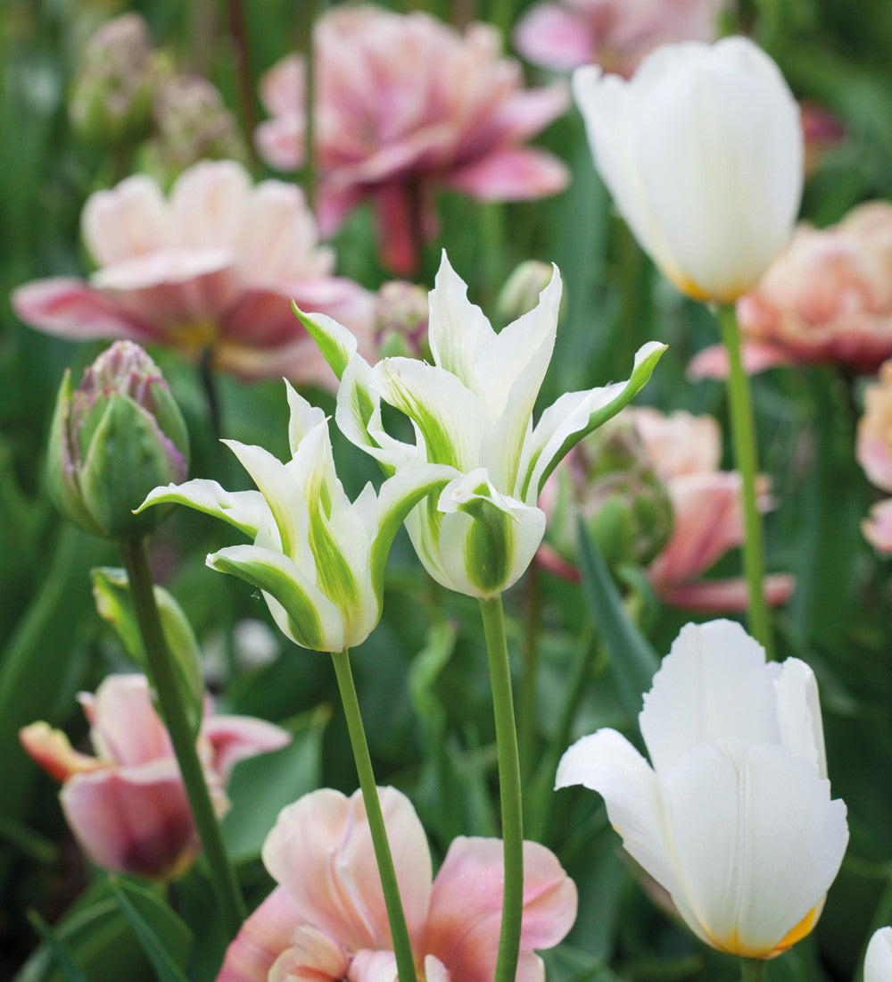 Tulip 'Francoise'
