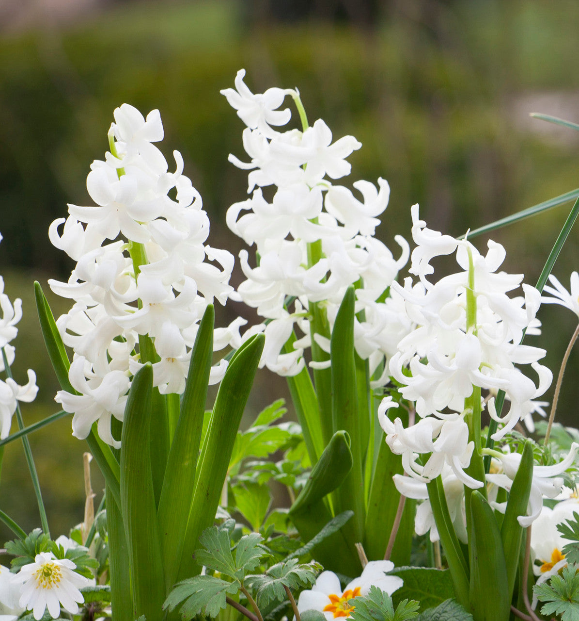 Hyacinthus orientalis 'White Pearl'
