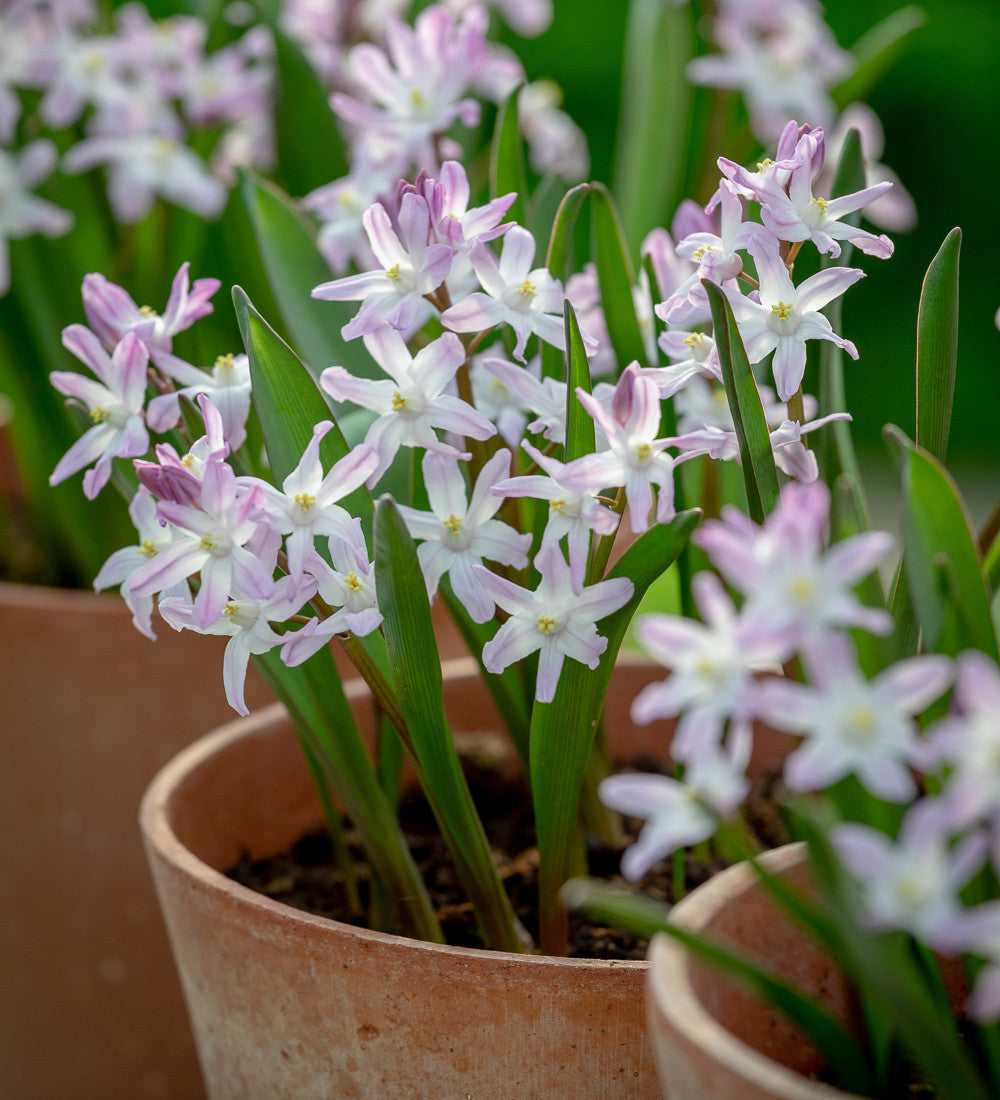 Chionodoxa forbesii 'Pink Giant'