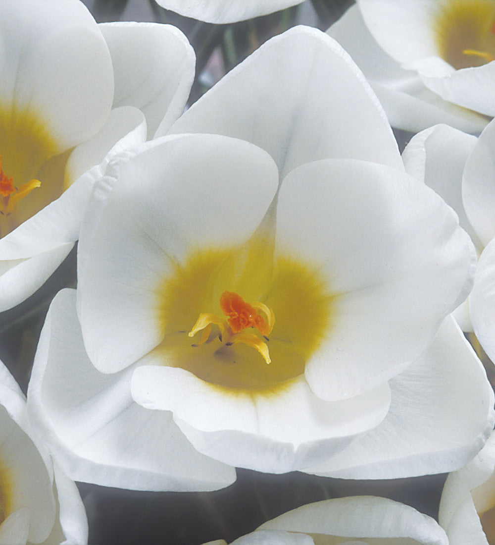 Crocus chrysanthus 'Snow Bunting'