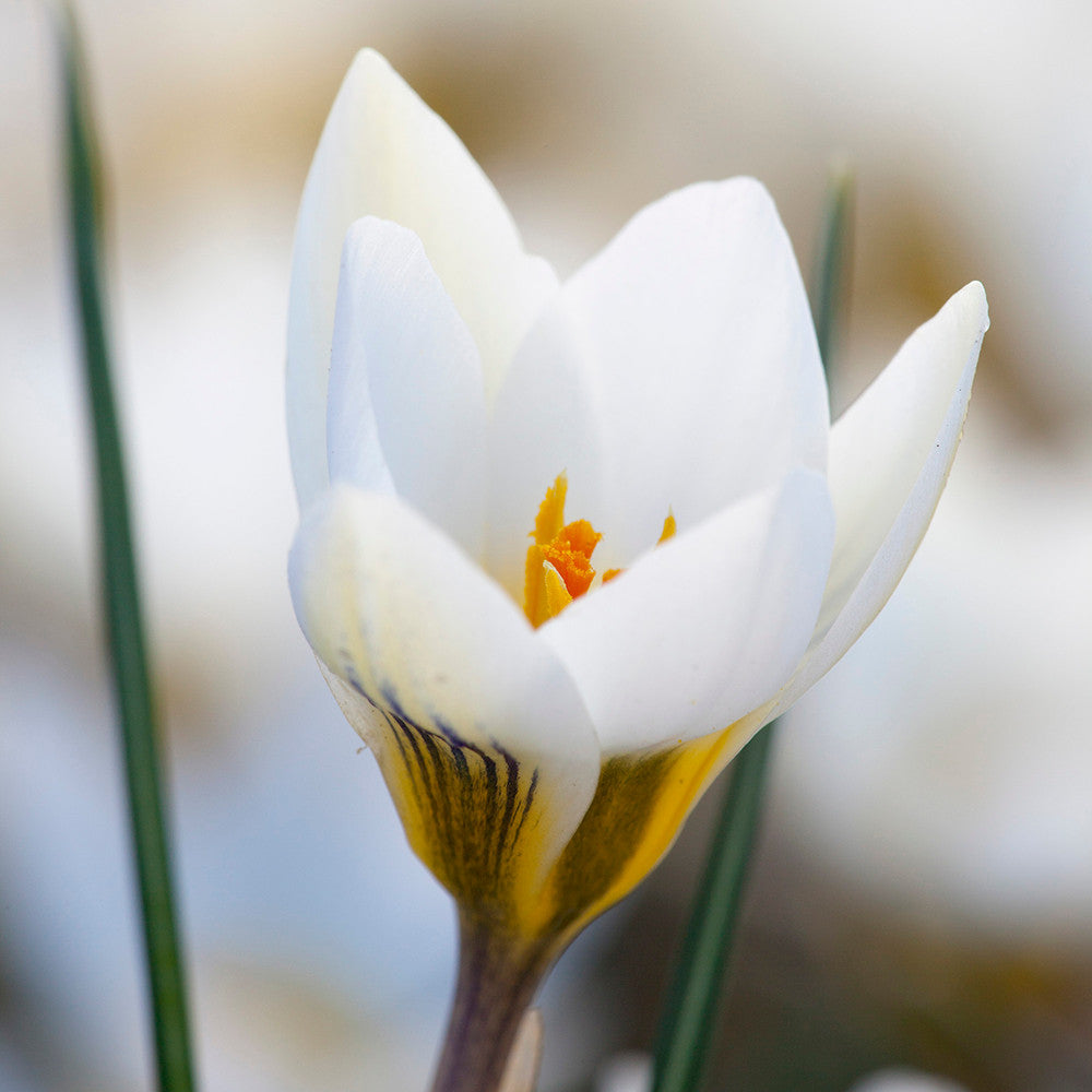Crocus chrysanthus 'Snow Bunting'