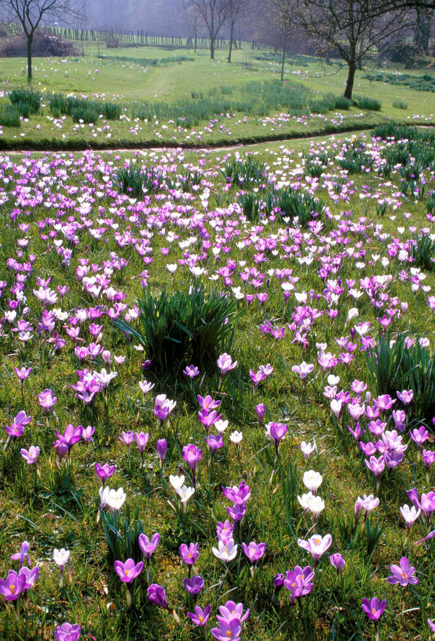 Crocus vernus