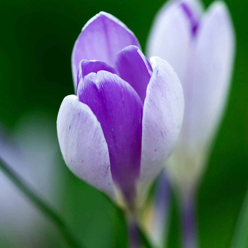 Crocus vernus