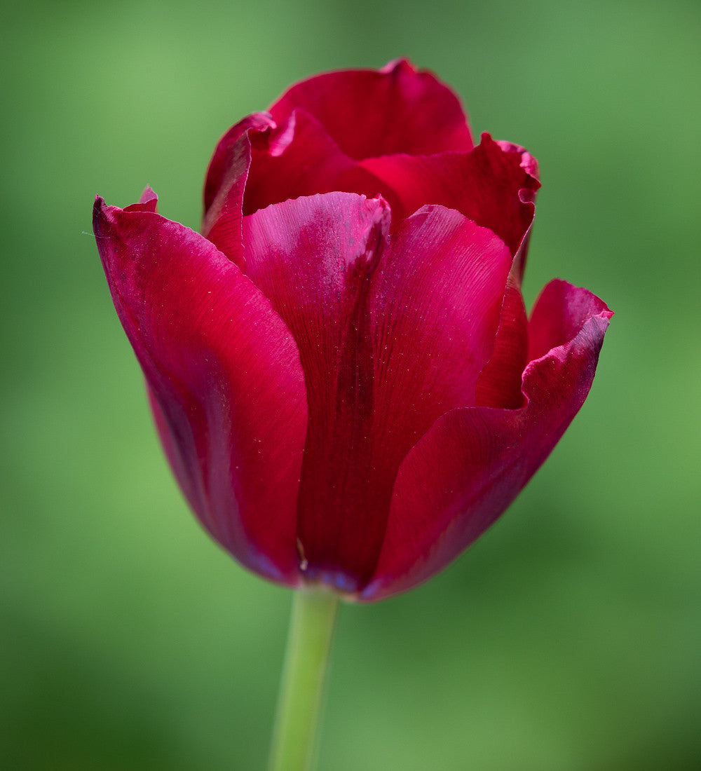 Tulip 'National Velvet'