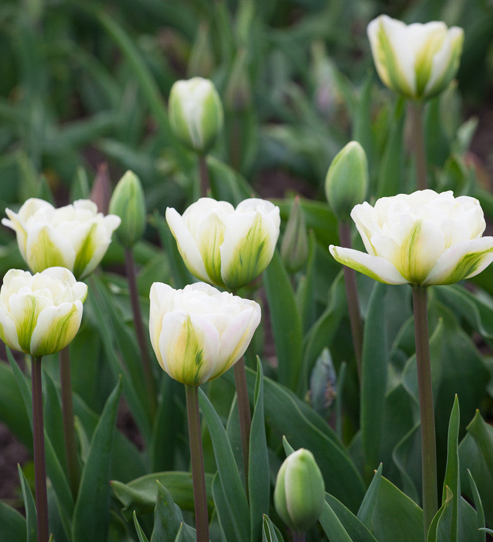 Tulip 'White Touch'