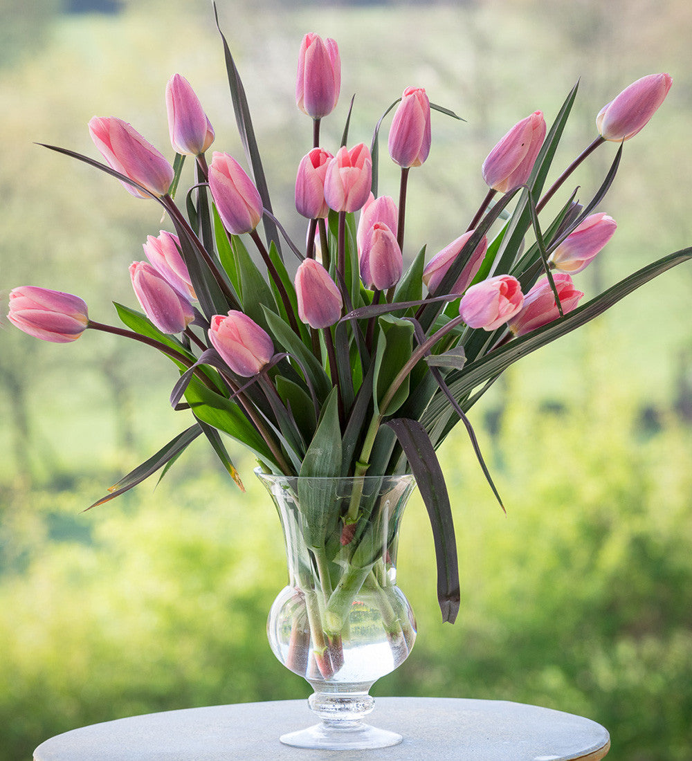 Tulip 'Light and Dreamy'