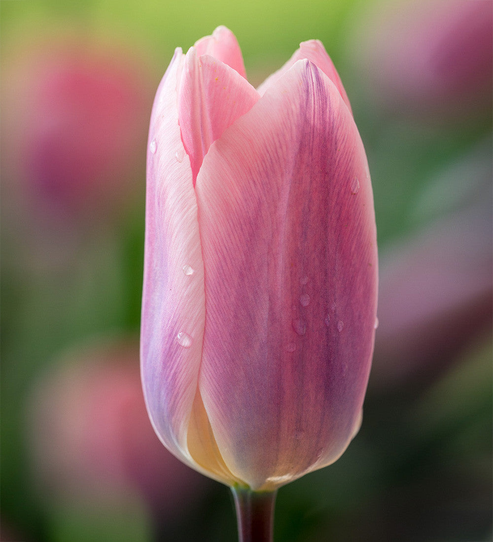 Tulip 'Light and Dreamy'