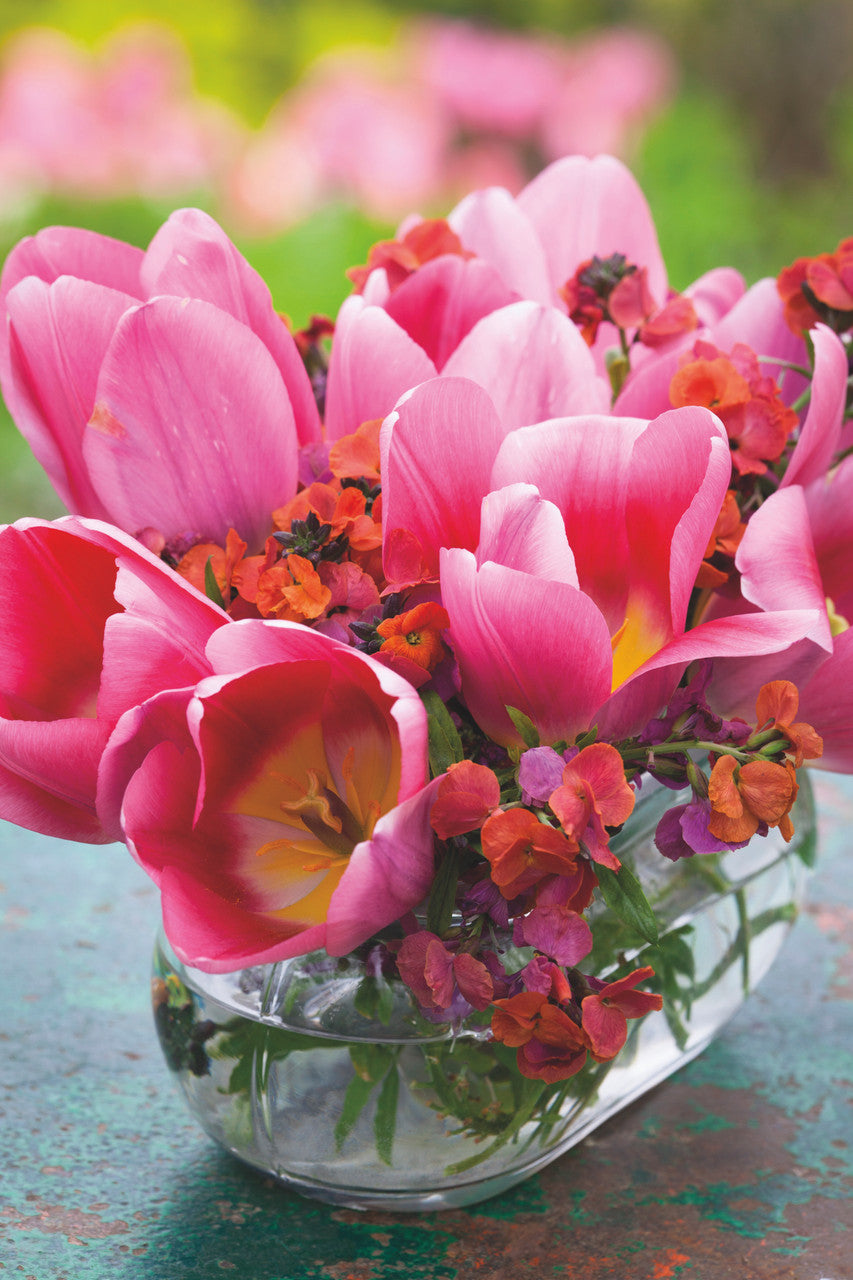 Tulip 'Light and Dreamy'
