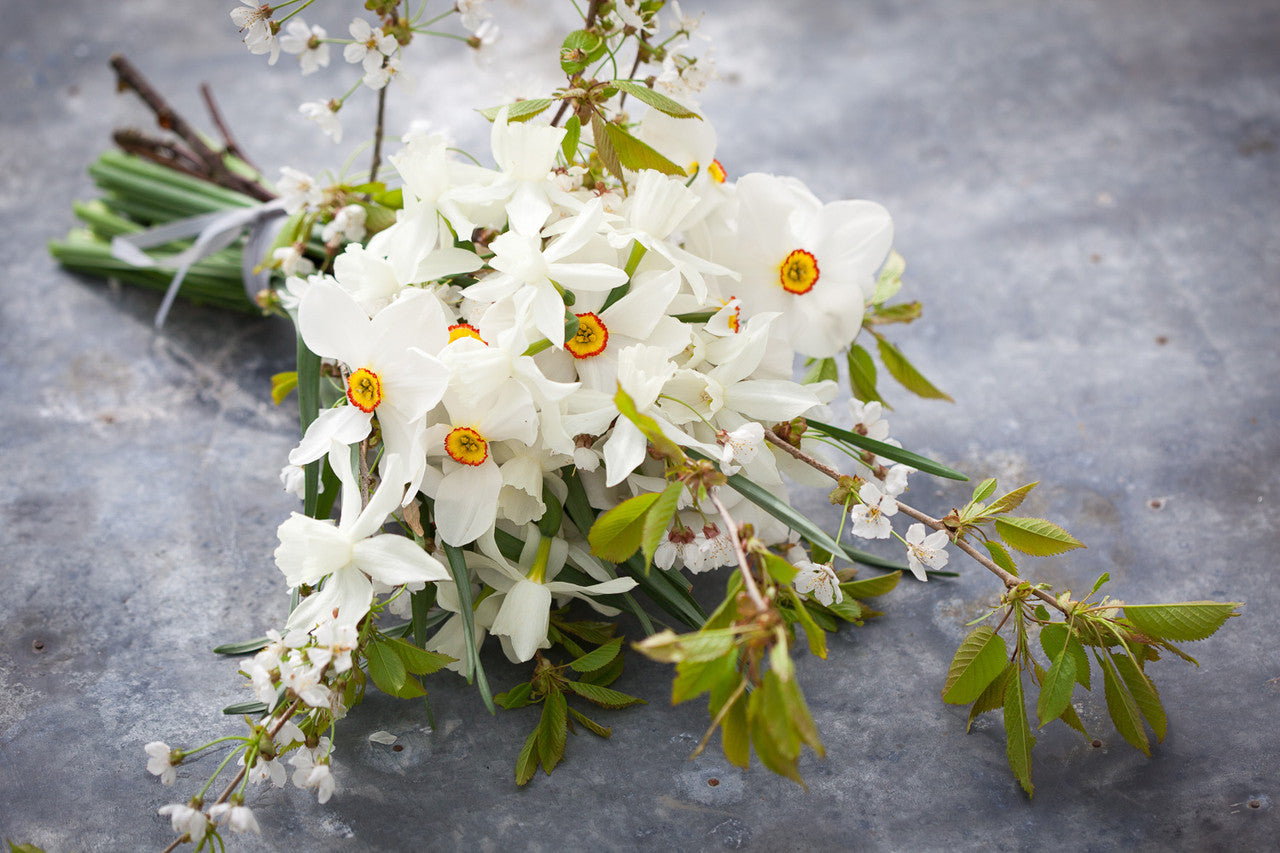 Narcissus 'Thalia'