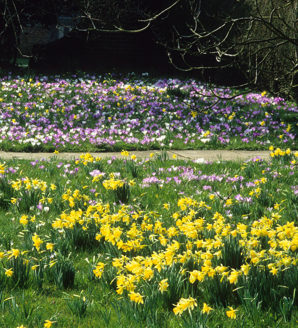 Bulbs for Naturalising Collection