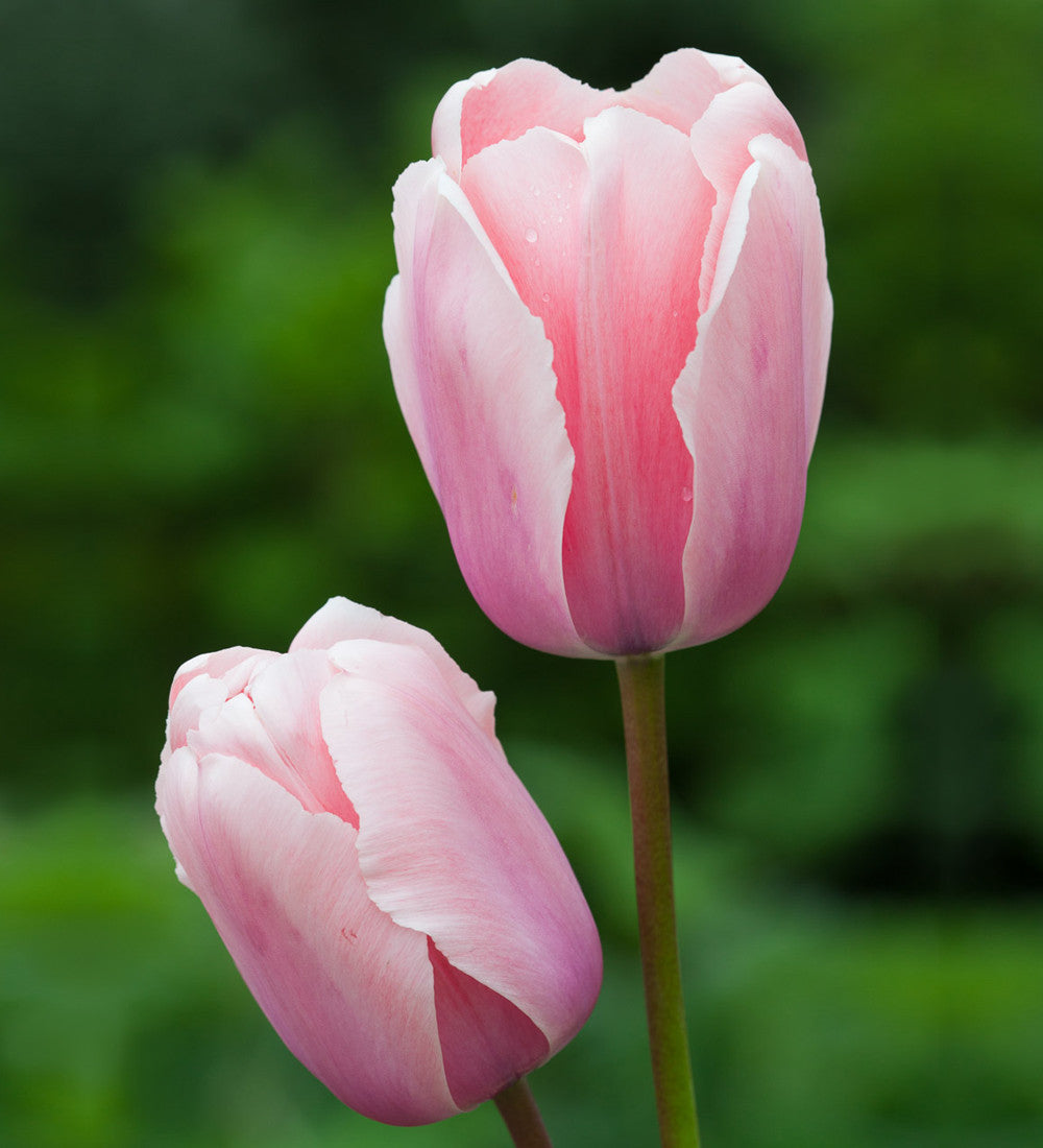 Tulip 'Salmon Impression'