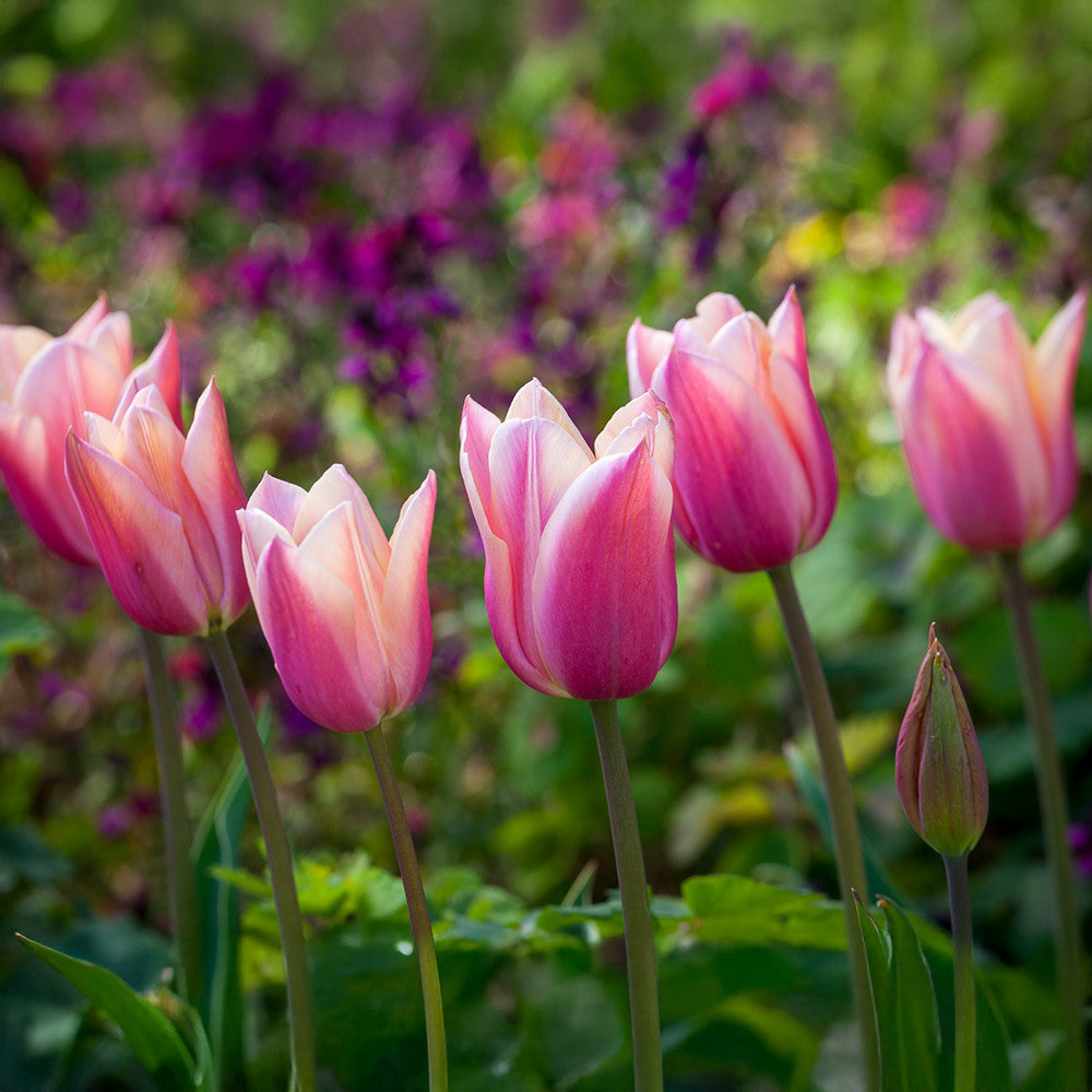 Buy Tulip 'Sanne' Bulbs | Sarah Raven