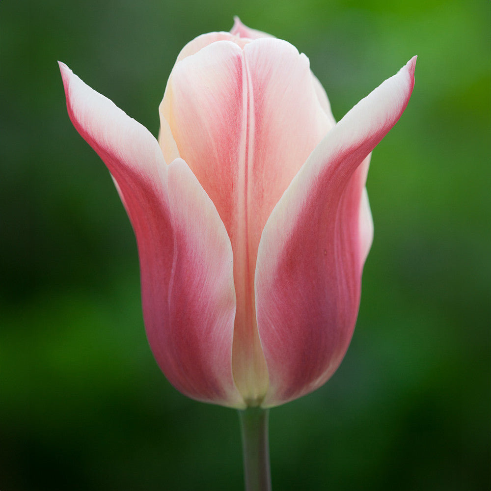 Tulip 'Sanne'