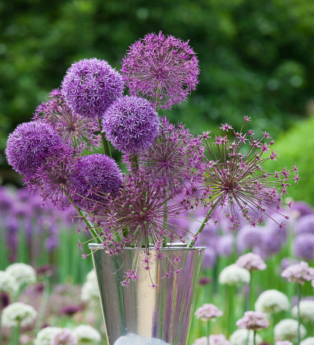 Parham Allium Collection | Allium Bulb Mix | Sarah Raven