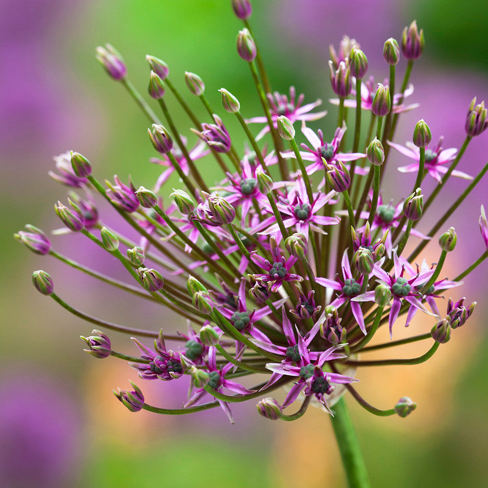 Parham Allium Collection
