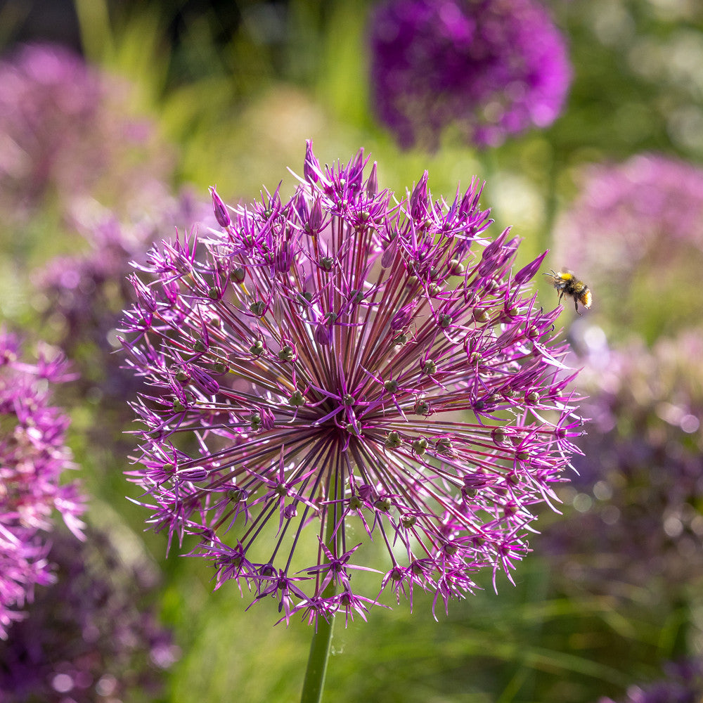 Parham Allium Collection