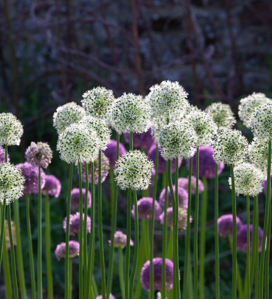 Allium stipitatum 'White Giant'