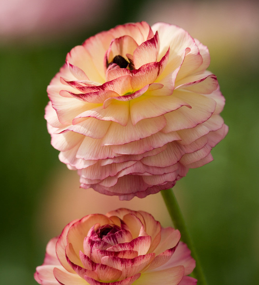 Ranunculus 'Friandine Rose Picotee'