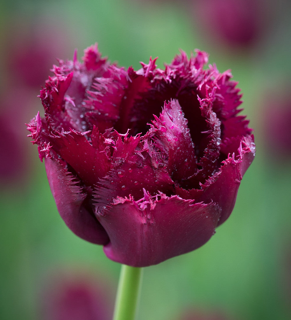 Tulip 'Gorilla'