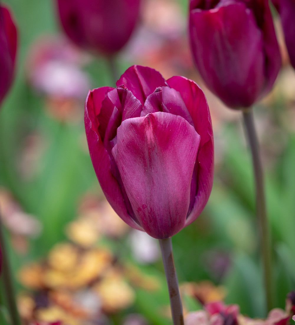 Tulip 'Caviar'