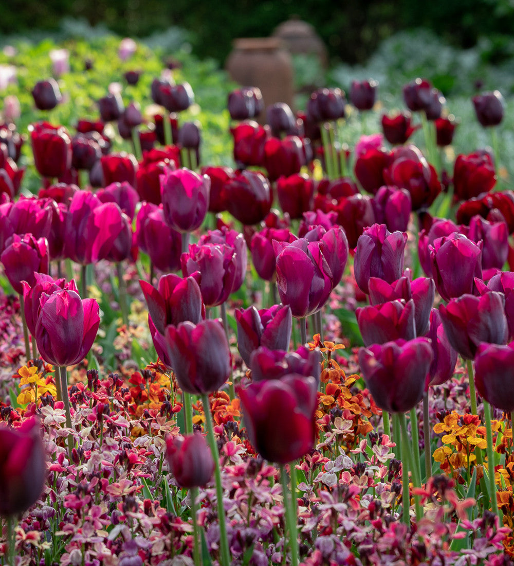 Tulip 'Caviar'