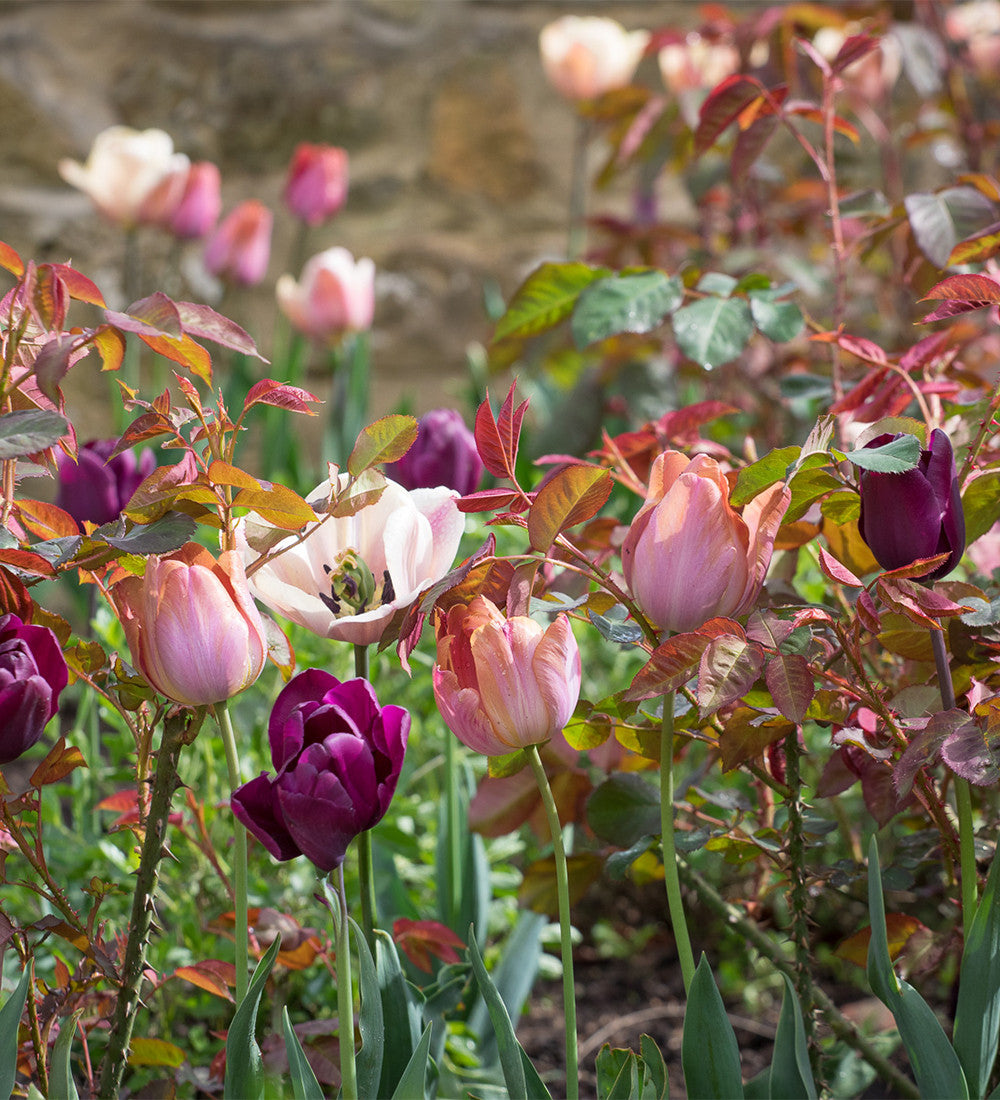 Tulip 'Caviar'