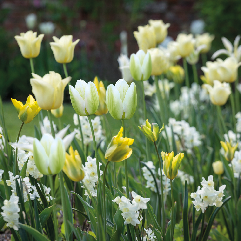 Bumper Border Bulb Mix