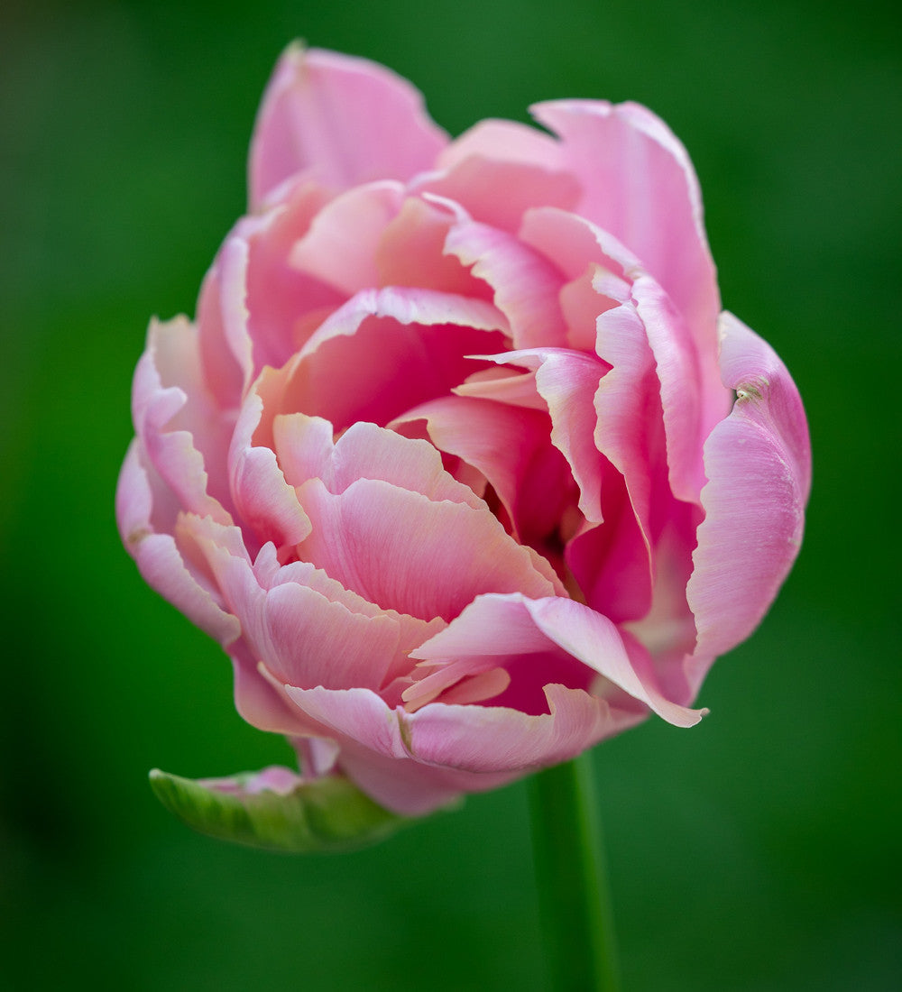 Tulip 'Pink Star'