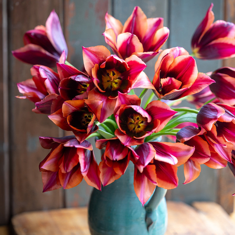 Tulip 'Slawa'