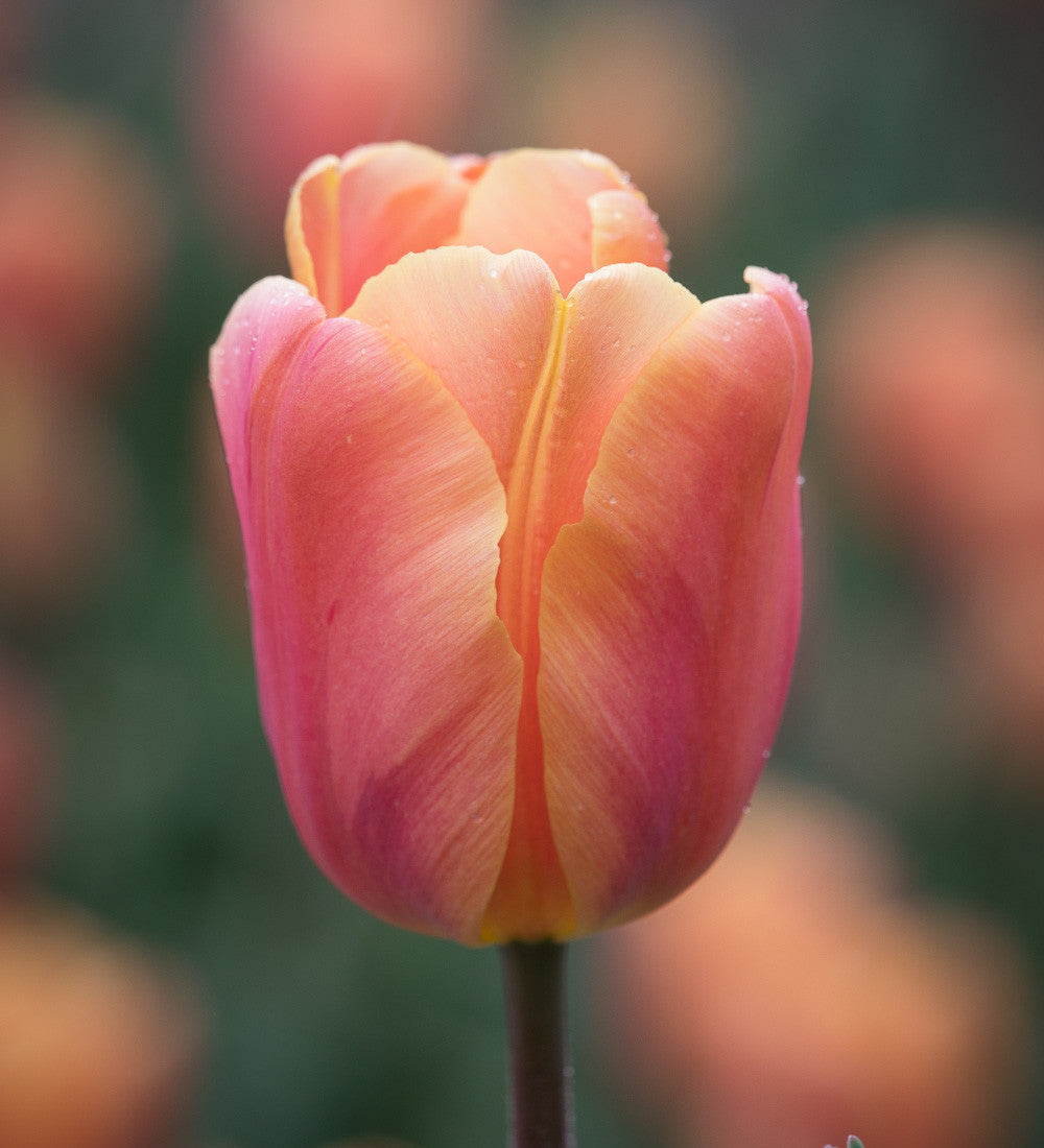 Tulip 'Salmon Jimmy'