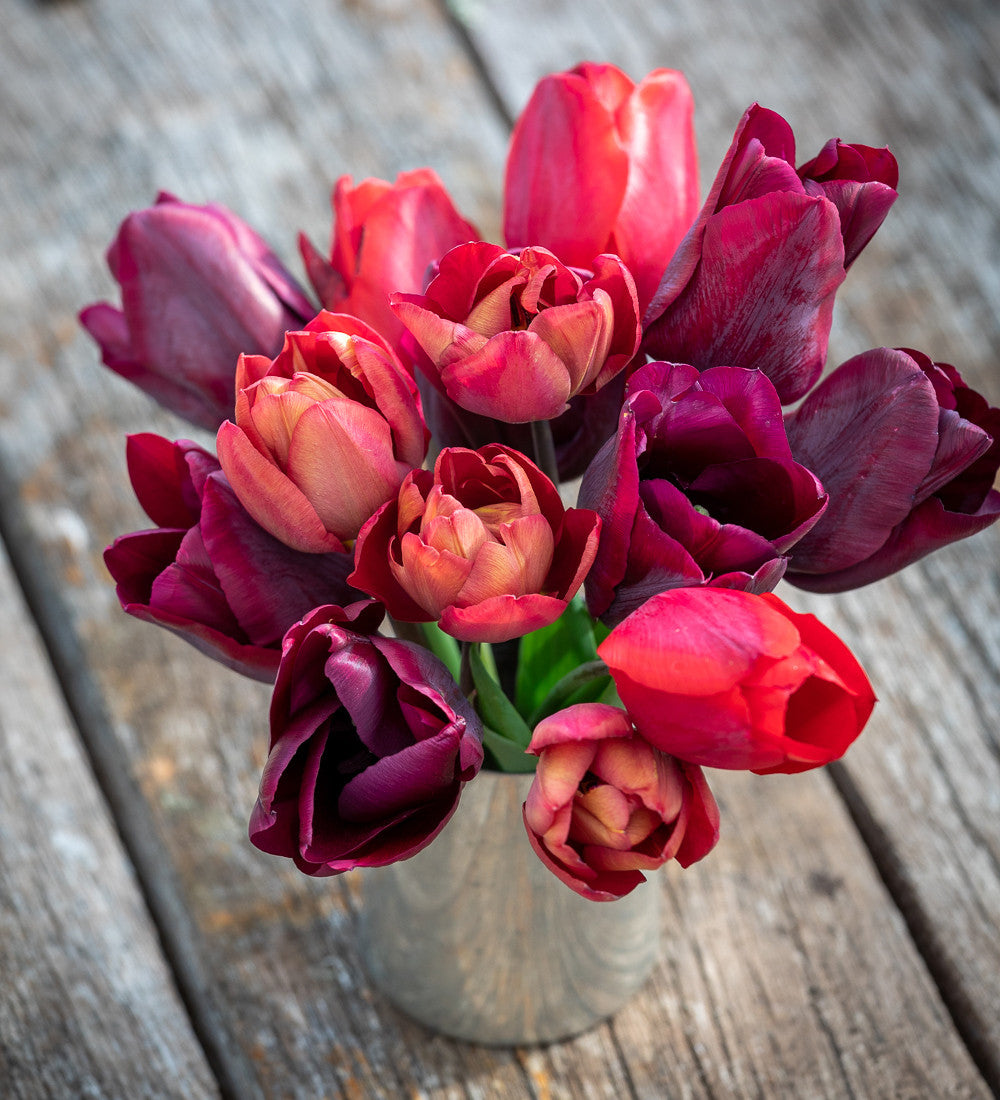 Dutch Yard Tulip Collection