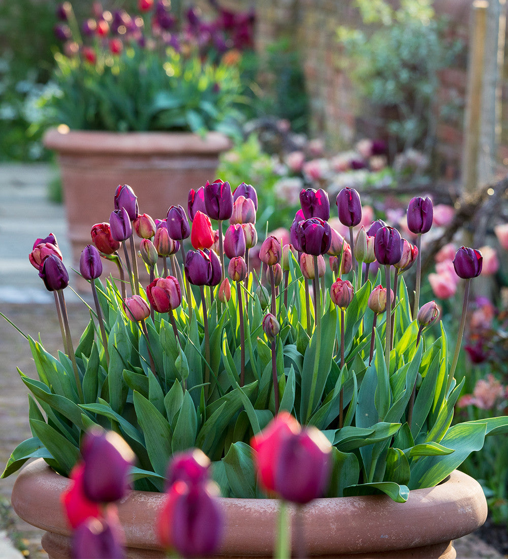Dutch Yard Tulip Collection