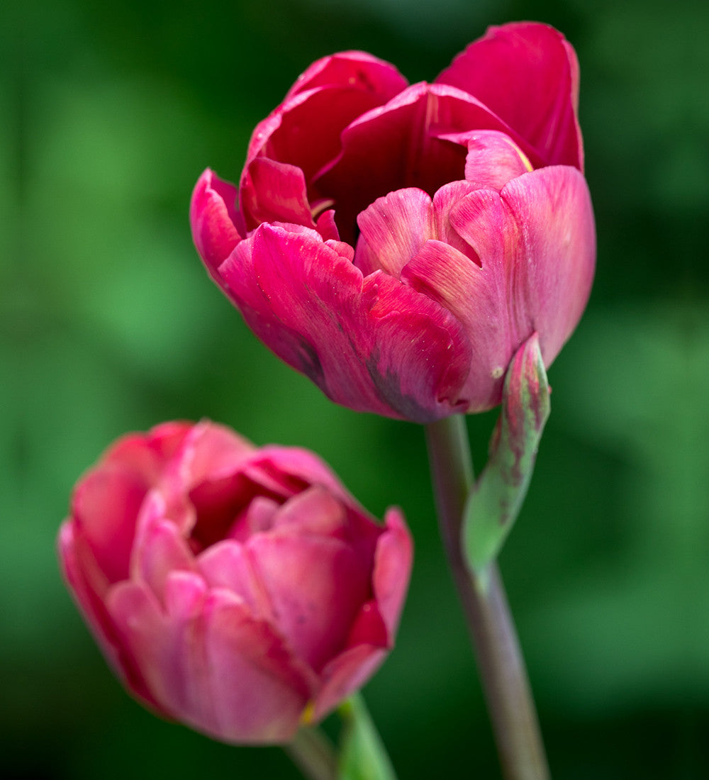 Dutch Yard Tulip Collection