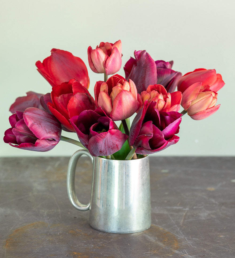 Dutch Yard Tulip Collection