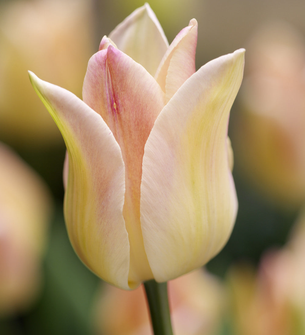 Tulip 'Elegant Lady'
