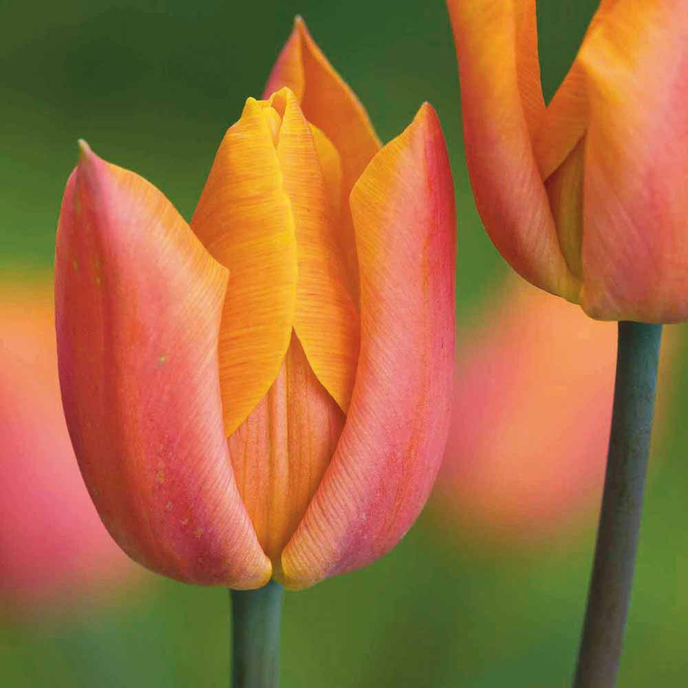 Tulip 'Jimmy'
