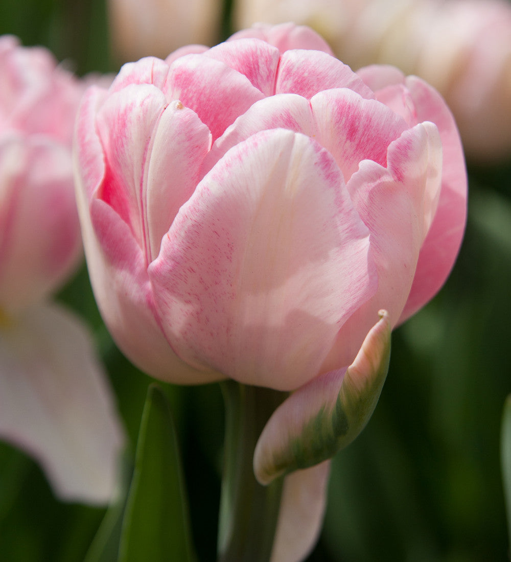 Tulip 'Foxtrot'