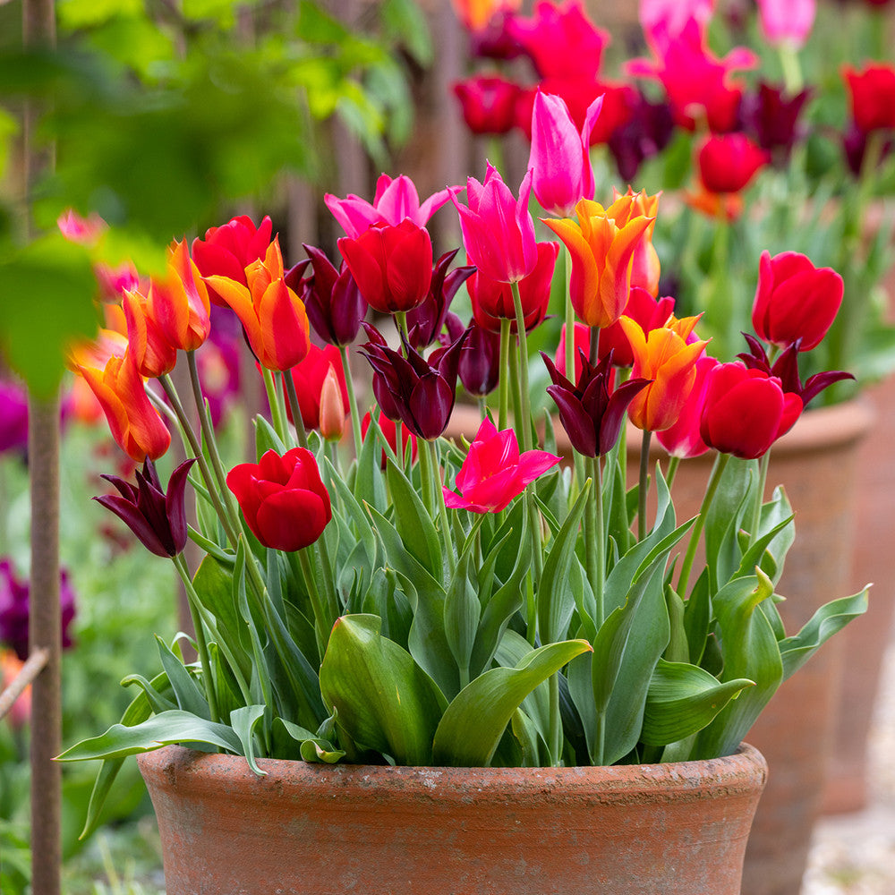 Bold and Brilliant Tulip Collection
