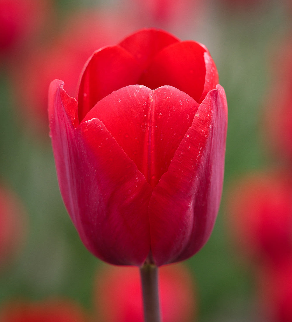 Tulip 'Bastogne'
