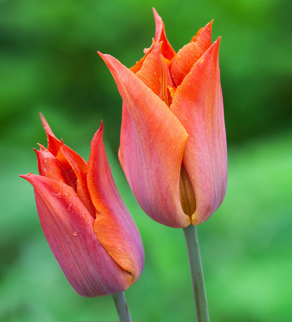 Easy Wow Tulip Collection