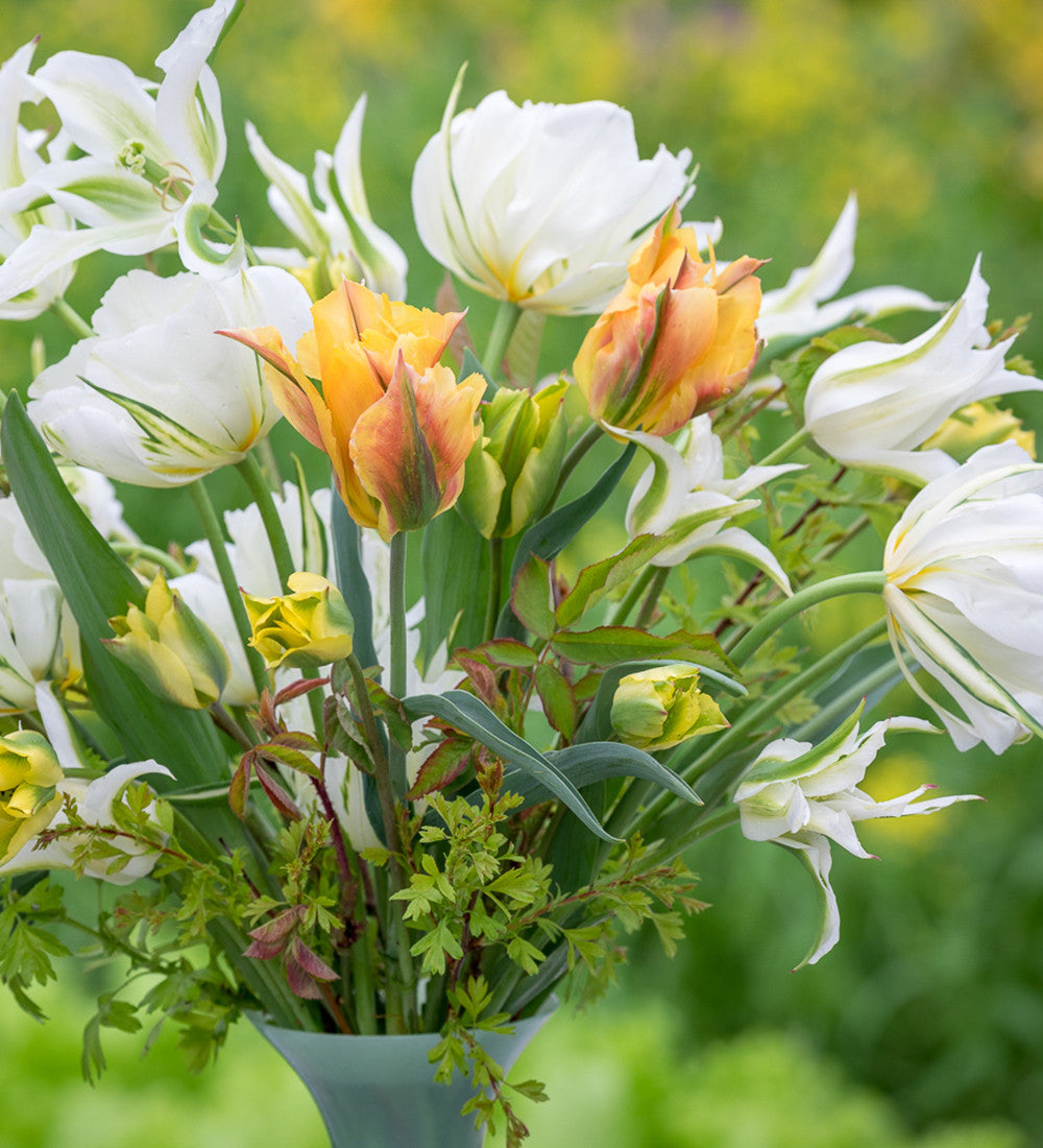 Lemon Sorbet Tulip Collection