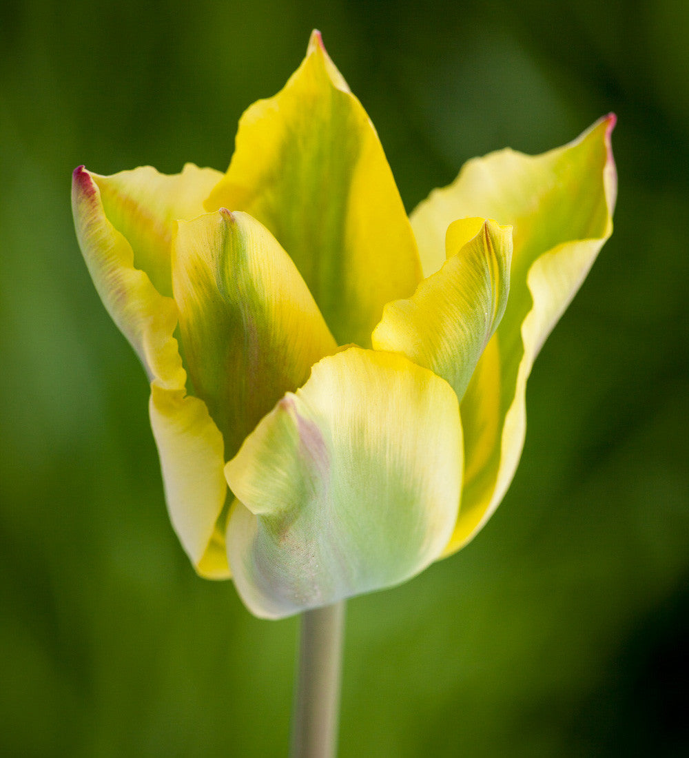 Lemon Sorbet Tulip Collection | Tulip Mixes | Sarah Raven