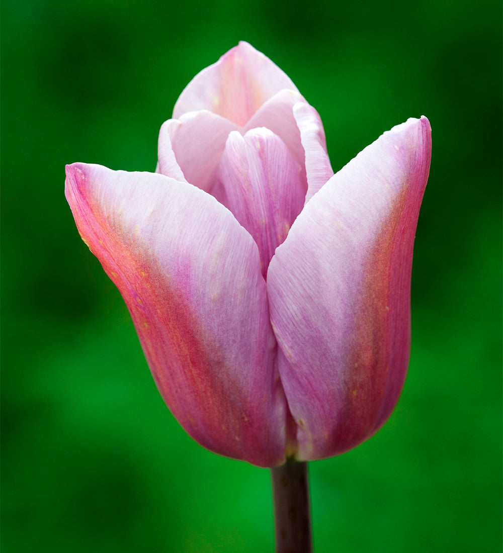 Fruit Salad Tulip Mix
