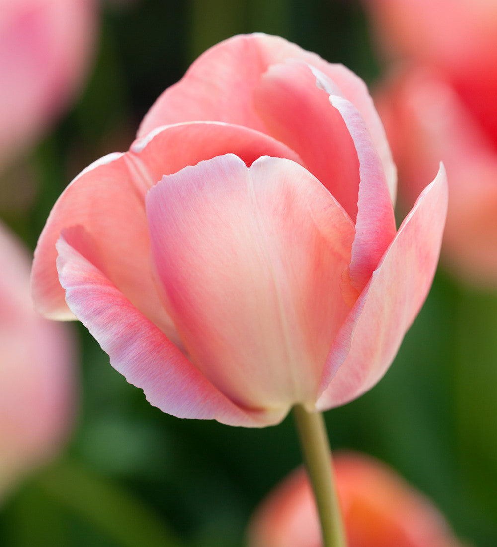 Fruit Salad Tulip Mix