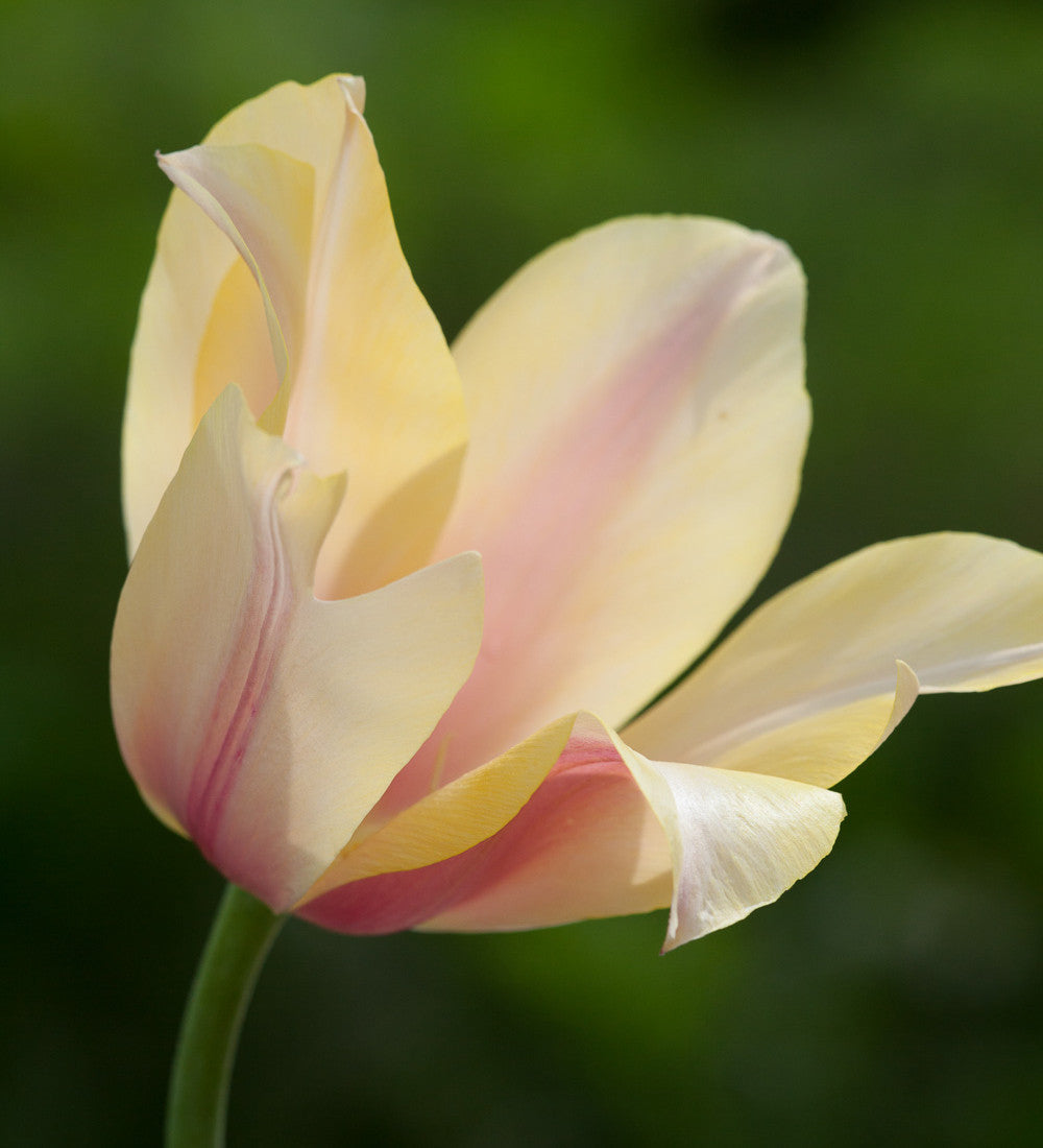 Fruit Salad Tulip Mix