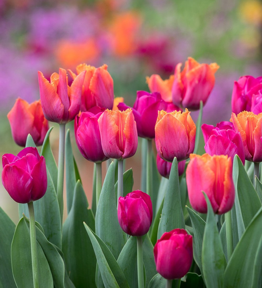 Tulips 'Attila Graffiti' and 'Louvre Orange' Mix