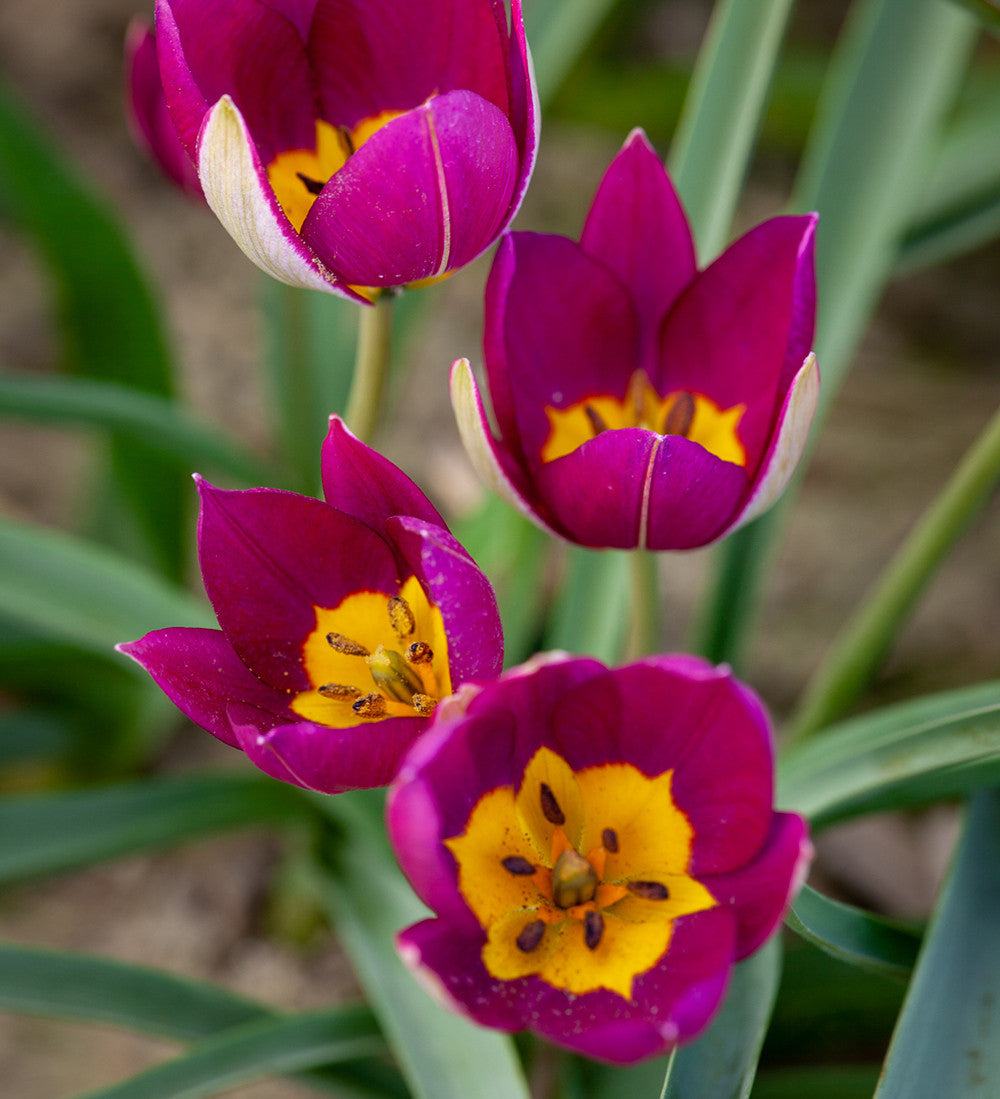 Tulip humilis 'Persian Pearl'