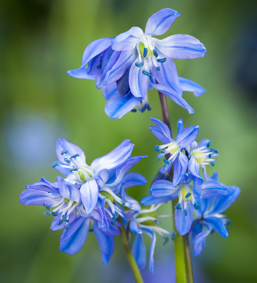 Delft Blue Perennial Bulb Collection